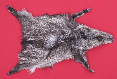 Picture of this lot Tanned Furs - Javelina, Taxidermy