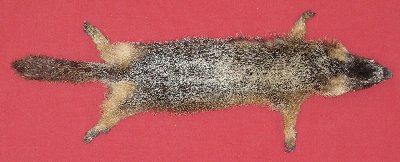 Picture of this lot Tanned Taxidermy Yellow Bellied Marmot Hides, Furs, Pelts, Skins