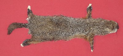 Picture of this lot Tanned Taxidermy Yellow Bellied Marmot Hides, Furs, Pelts, Skins