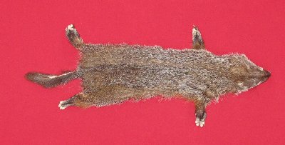 Picture of this lot Tanned Taxidermy Yellow Bellied Marmot Hides, Furs, Pelts, Skins
