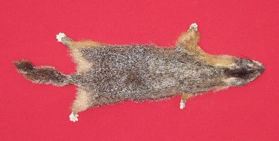 Picture of this lot Tanned Taxidermy Yellow Bellied Marmot Hides, Furs, Pelts, Skins