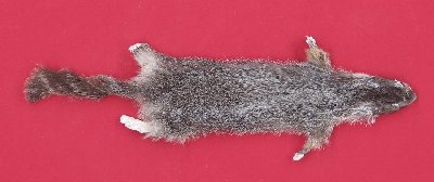 Picture of this lot Tanned Taxidermy Yellow Bellied Marmot Hides, Furs, Pelts, Skins