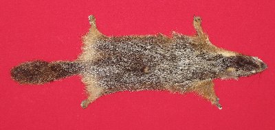 Picture of this lot Tanned Taxidermy Yellow Bellied Marmot Hides, Furs, Pelts, Skins