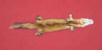 Picture of this lot Tanned Marten Sable Hides, Furs, Pelts, Skins