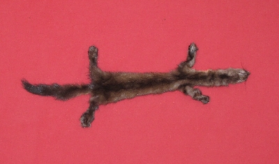 Picture of this lot Tanned Marten Sable Hides, Furs, Pelts, Skins
