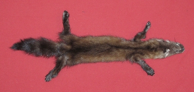 Picture of this lot Tanned Marten Sable Hides, Furs, Pelts, Skins