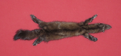 Picture of this lot Tanned Marten Sable Hides, Furs, Pelts, Skins