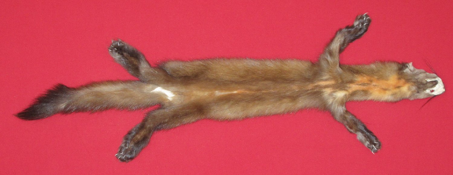 Tanned Furs : MARTEN (7100-0451) : hideandfur.com