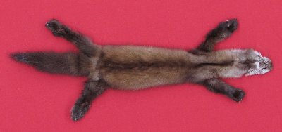 Picture of this lot Tanned Marten Sable Hides, Furs, Pelts, Skins