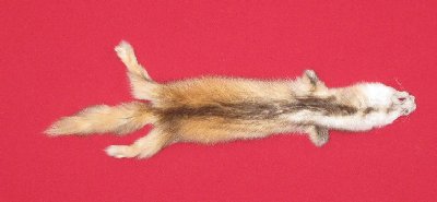 Picture of this lot Tanned Marten Sable Hides, Furs, Pelts, Skins