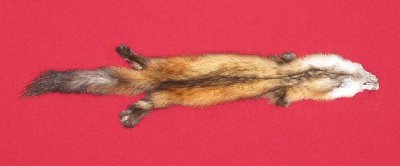 Picture of this lot Tanned Marten Sable Hides, Furs, Pelts, Skins