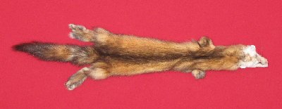 Picture of this lot Tanned Marten Sable Hides, Furs, Pelts, Skins