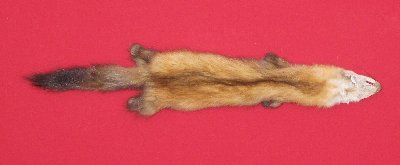 Picture of this lot Tanned Marten Sable Hides, Furs, Pelts, Skins