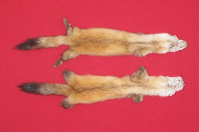 Picture of this lot Tanned Marten Sable Hides, Furs, Pelts, Skins