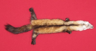 Picture of this lot Tanned Marten Sable Hides, Furs, Pelts, Skins