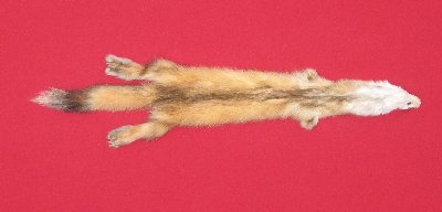 Picture of this lot Tanned Marten Sable Hides, Furs, Pelts, Skins