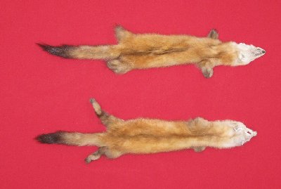 Picture of this lot Tanned Marten Sable Hides, Furs, Pelts, Skins