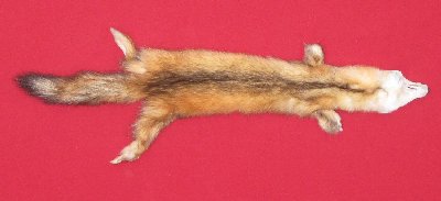 Picture of this lot Tanned Marten Sable Hides, Furs, Pelts, Skins
