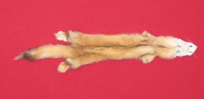 Picture of this lot Tanned Marten Sable Hides, Furs, Pelts, Skins