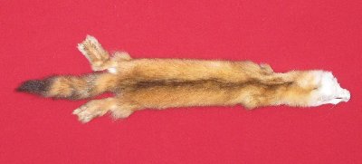 Picture of this lot Tanned Marten Sable Hides, Furs, Pelts, Skins