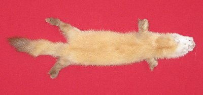 Picture of this lot Tanned Marten Sable Hides, Furs, Pelts, Skins