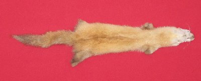 Picture of this lot Tanned Marten Sable Hides, Furs, Pelts, Skins