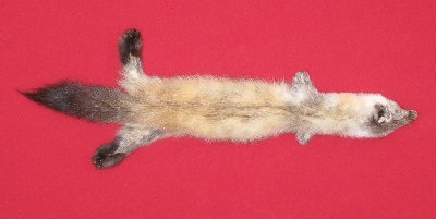 Picture of this lot Tanned Marten Sable Hides, Furs, Pelts, Skins