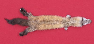 Picture of this lot Tanned Marten Sable Hides, Furs, Pelts, Skins