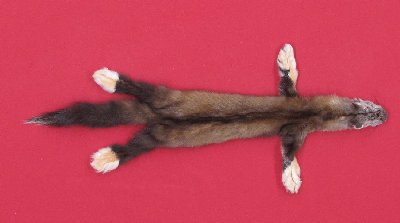 Picture of this lot Tanned Marten Sable Hides, Furs, Pelts, Skins