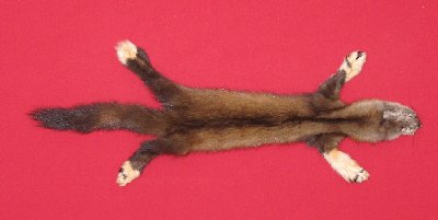 Picture of this lot Tanned Marten Sable Hides, Furs, Pelts, Skins
