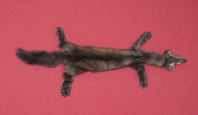 Picture of this lot Tanned Taxidermy Marten Sable Hides, Furs, Pelts, Skins
