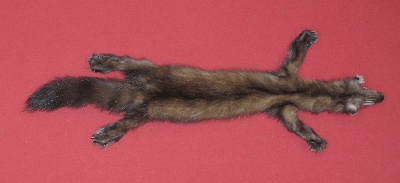 Picture of this lot Tanned Taxidermy Marten Sable Hides, Furs, Pelts, Skins
