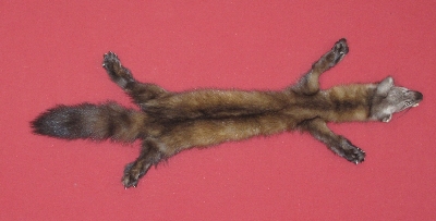 Picture of this lot Tanned Taxidermy Marten Sable Hides, Furs, Pelts, Skins