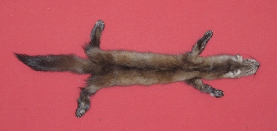 Picture of this lot Tanned Taxidermy Marten Sable Hides, Furs, Pelts, Skins