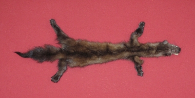 Picture of this lot Tanned Taxidermy Marten Sable Hides, Furs, Pelts, Skins