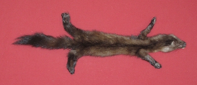 Picture of this lot Tanned Taxidermy Marten Sable Hides, Furs, Pelts, Skins