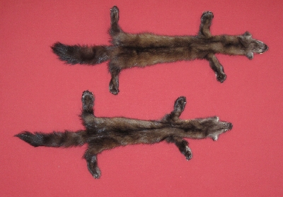 Picture of this lot Tanned Taxidermy Marten Sable Hides, Furs, Pelts, Skins
