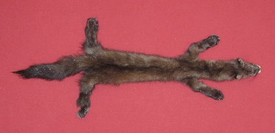 Picture of this lot Tanned Taxidermy Marten Sable Hides, Furs, Pelts, Skins