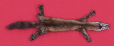 Picture of this lot Tanned Taxidermy Marten Sable Hides, Furs, Pelts, Skins