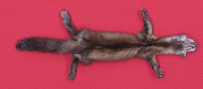 Picture of this lot Tanned Taxidermy Marten Sable Hides, Furs, Pelts, Skins