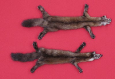 Picture of this lot Tanned Taxidermy Marten Sable Hides, Furs, Pelts, Skins