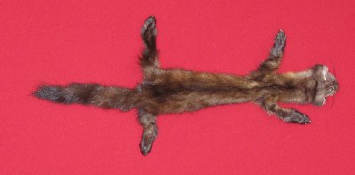 Picture of this lot Tanned Taxidermy Marten Sable Hides, Furs, Pelts, Skins