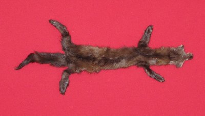 Picture of this lot Tanned Taxidermy Marten Sable Hides, Furs, Pelts, Skins