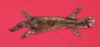 Picture of this lot Tanned Taxidermy Marten Sable Hides, Furs, Pelts, Skins