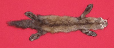 Picture of this lot Tanned Taxidermy Marten Sable Hides, Furs, Pelts, Skins