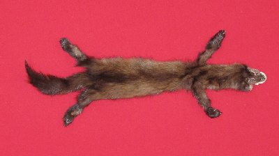 Picture of this lot Tanned Taxidermy Marten Sable Hides, Furs, Pelts, Skins