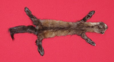 Picture of this lot Tanned Taxidermy Marten Sable Hides, Furs, Pelts, Skins