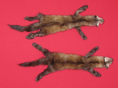 Picture of this lot Tanned Taxidermy Marten Sable Hides, Furs, Pelts, Skins