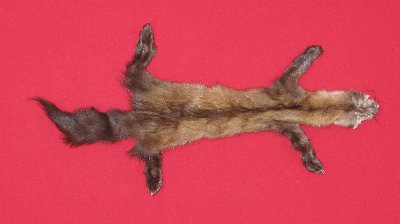 Picture of this lot Tanned Taxidermy Marten Sable Hides, Furs, Pelts, Skins