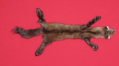 Picture of this lot Tanned Taxidermy Marten Sable Hides, Furs, Pelts, Skins